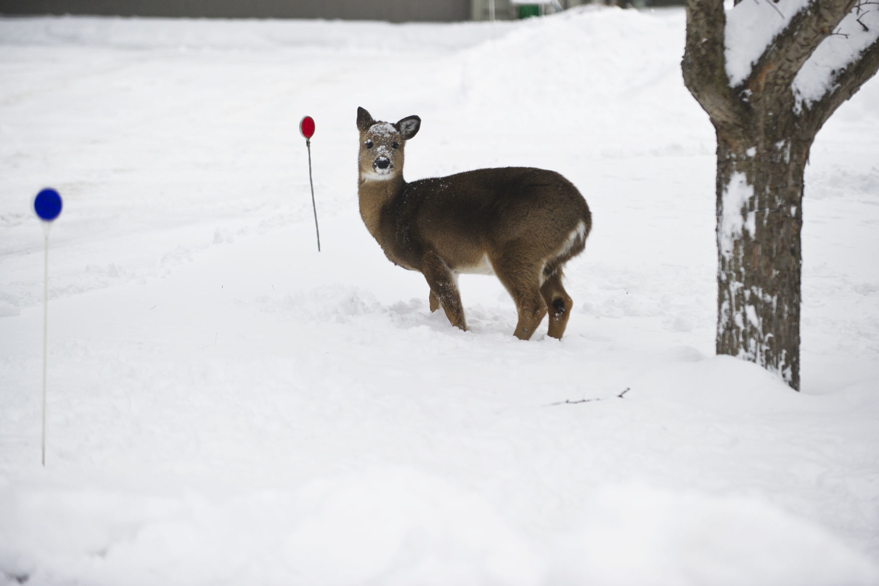 Winona Snowstorm 11